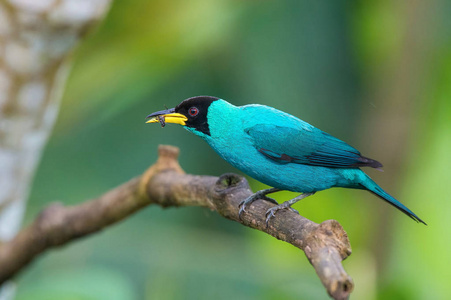 绿色的蜂蜜树的氯芬斯比萨坐在树枝上，绿色的背绕着令人惊叹的蓝色鸟类特立尼达。