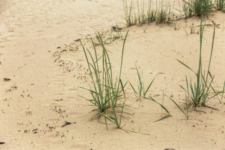 海上海岸的沙丘。 草风扫过沙滩上生长的植被。 野生的植被穿过海滩上的沙丘