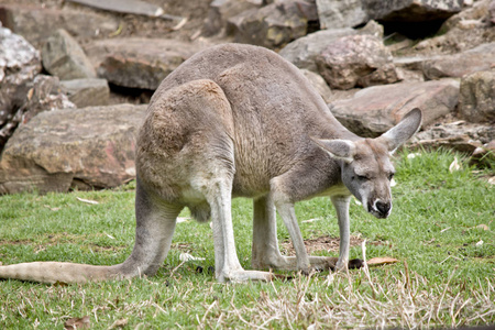 这是一只雄性红袋鼠的侧视图照片