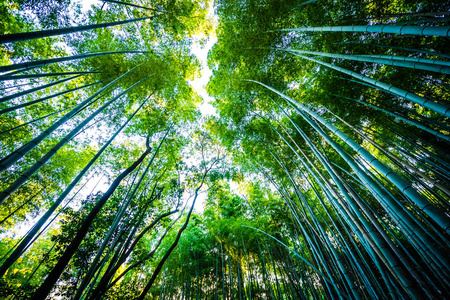 日本京都山森林竹林的美丽景观