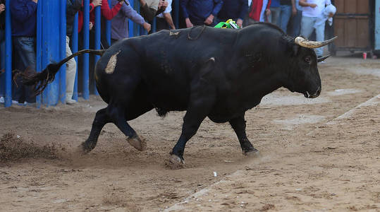 西班牙公牛在斗牛