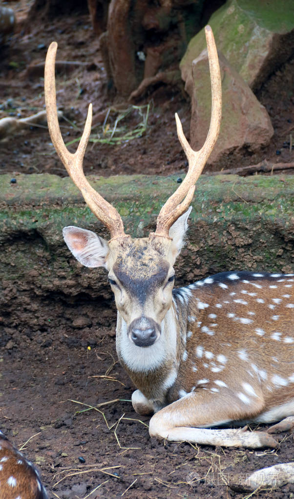切特或切特,也称为斑鹿或轴鹿.