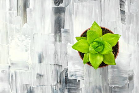 黑白艺术画布上的绿色多汁植物，具有复制空间。
