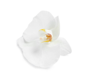 白色背景的美丽热带兰花