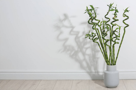 地板上有绿色竹子的花瓶靠近轻质墙壁。 文本空间