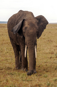 在多云的天空下，肯尼亚大草原上的大象
