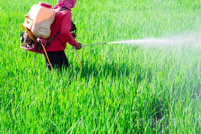 泰国稻田农民喷洒农药照片-正版商用图片14o350-摄图新视界