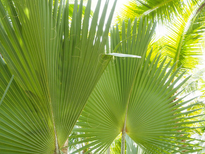 椰子和棕榈树象征着大海。