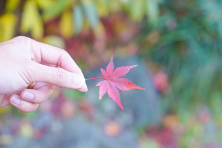 女人的手显示枫叶在日本秋天变色。