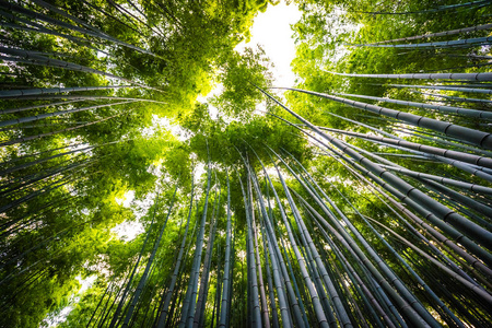 日本京都山森林竹林的美丽景观图片