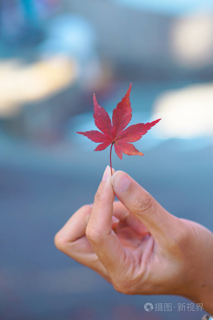女人的手显示枫叶在日本秋天变色