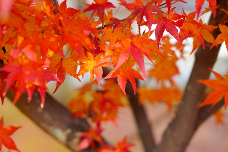 枫叶在日本秋天变色。
