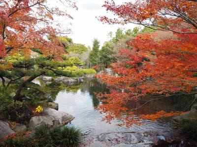 枫叶在日本秋天变色。