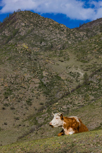 牛躺在阿尔泰山背景的草地上，俄罗斯