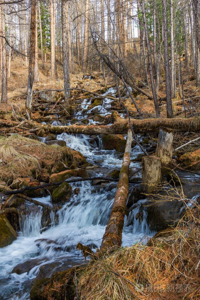 俄罗斯阿尔泰岩石坡上山涧的河床和森林中的树木