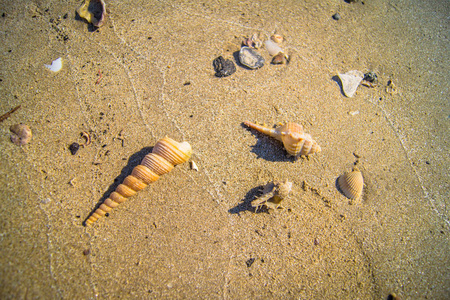 沙子上的贝壳