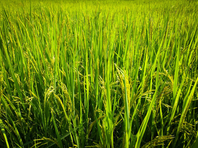 亚洲种植绿色水稻