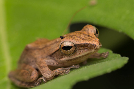 宏观形象美丽的婆罗洲青蛙