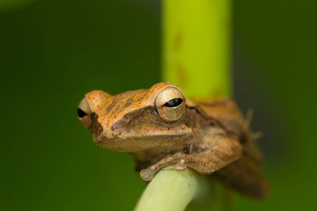 婆罗洲的宏观形象美蛙
