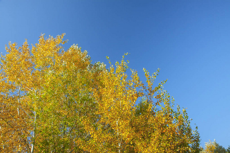 金色的秋天景观。 黄色的橙色和绿色的树木对抗蓝天。 阳光明媚的一天。