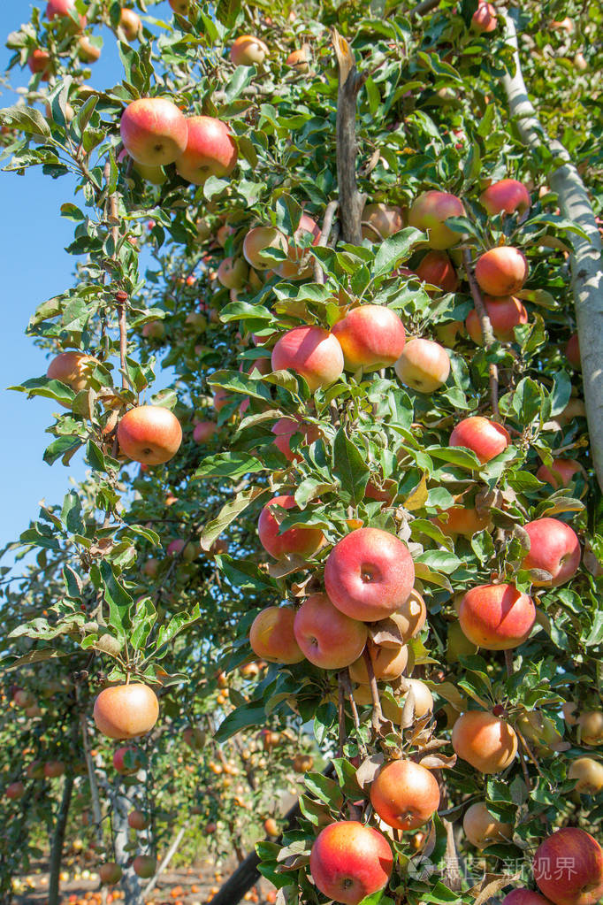 苹果树枝上的红苹果晴天的苹果园苹果收获