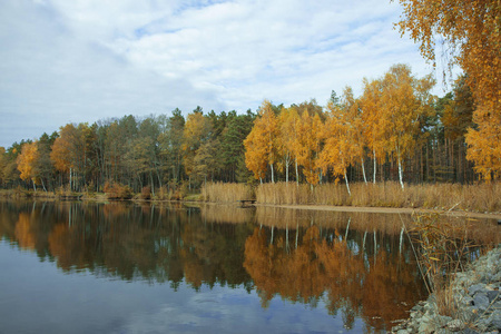 公园里美丽的秋树和灌木丛。 湖岸或河岸上五颜六色的树。 秋天的风景。