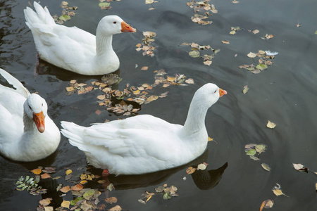 大的白色鹅卵石和一个橙色的喙反映在水中。 平静的水和落叶。 一只重要的慢鸟。