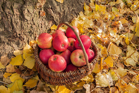 红色成熟的苹果放在一个大篮子里，背景是黄色的落叶。 秋收。
