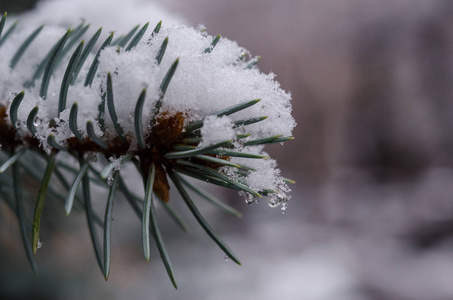 云杉枝条上的积雪堆积得很近。 自然的圣诞背景。