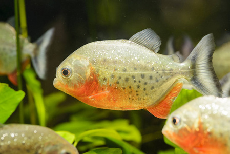 水族馆里捕食的皮拉尼鱼