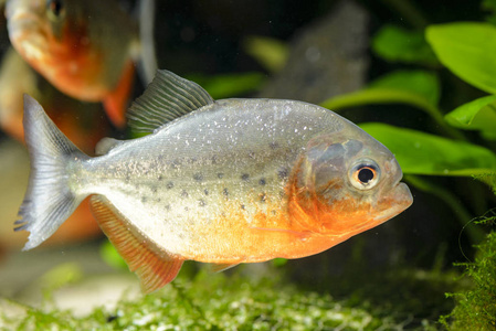 水族馆里捕食的皮拉尼鱼