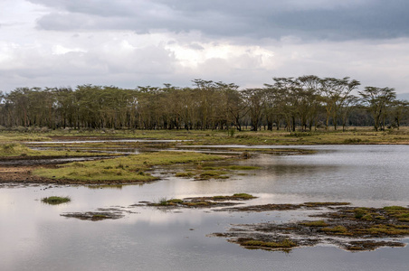肯尼亚丛林中的湖泊在多云的天空下