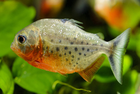 水族馆里捕食的皮拉尼鱼