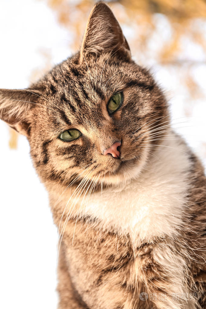 户外可爱的灰猫