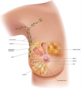 女性乳房解剖和腋窝淋巴结详细彩色插图