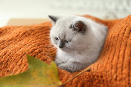 家里格子花格子上可爱的小猫