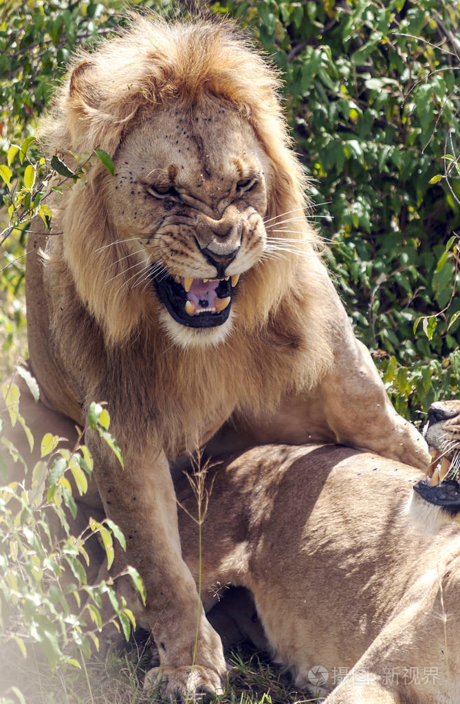 非洲肯尼亚丛林中的狮子