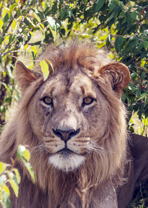 非洲肯尼亚丛林中的狮子