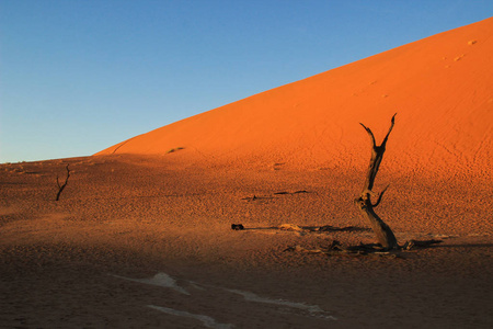 在纳米比亚纳米布沙漠南部的死亡Vlei在纳米比亚纳米布纳克洛夫特国家公园。 Sossusvle