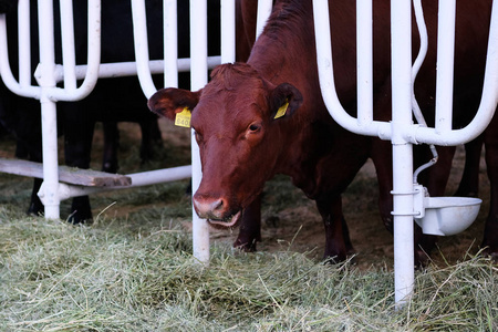 棕牛在奶牛场吃干草。 在动物农场喂食。