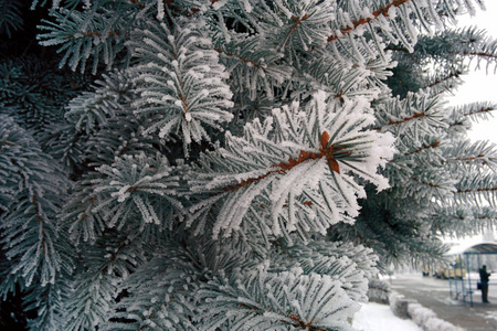 覆盖着蓬松雪的云杉枝。 针上覆盖着海霜。