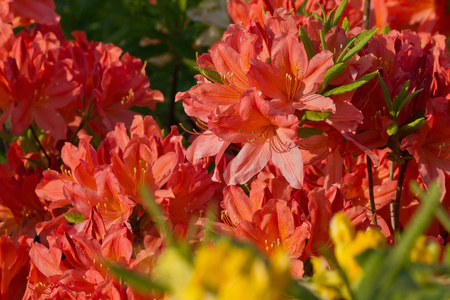 杜鹃花的橙花灌木