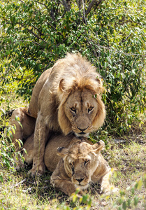 非洲肯尼亚丛林中的狮子