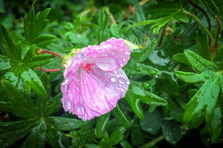 雨中潮湿的粉红色花朵和绿叶图片