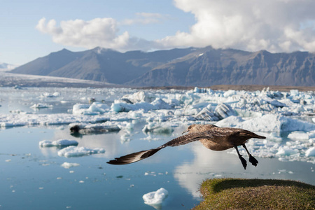 在瓦特纳冰川的 jokulsarlon 冰川泻湖基地, 在冰山之上起飞的小鸟