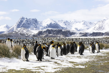 南极洲南乔治亚的索尔兹伯里平原上的一群国王企鹅