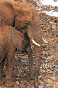 在多云的天空下，肯尼亚大草原上的大象