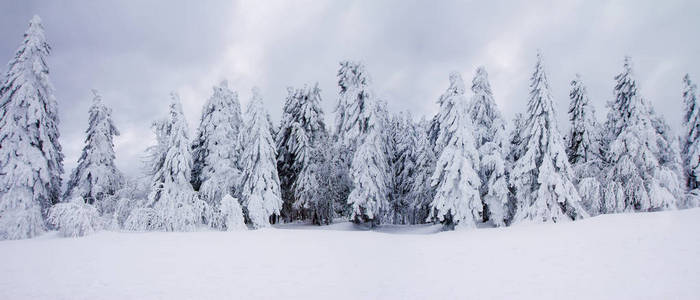 风景如画的雪冬景观的全景。 壮丽而寂静的白天雪覆盖着杉树。