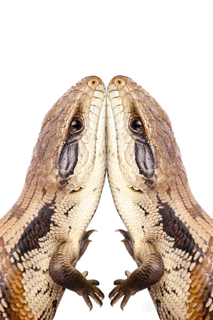 澳大利亚青少年东蓝舌蜥蜴在皮肤与皮肤连接的特写然后暴露舌头在防御