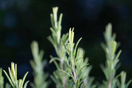 迷迭香通常被称为迷迭香，是一种多年生木本草本植物，有芳香的常绿针状叶子和白色粉红色紫色或蓝色的花朵，原产于地中海地区
